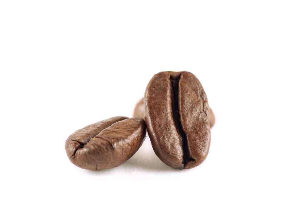 Bean Closeup Bean Closeup